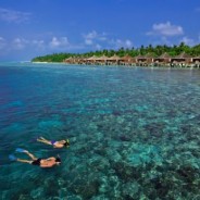 Hammerhai voraus!  Seltenes Taucherlebnis auf Kuramathi