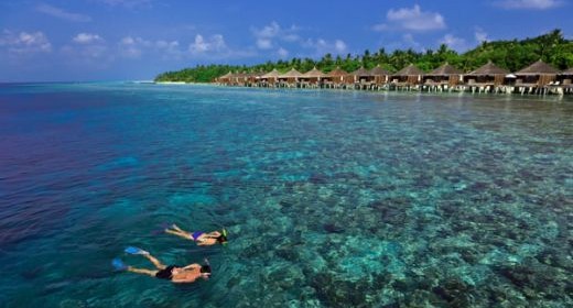 Hammerhai voraus!  Seltenes Taucherlebnis auf Kuramathi