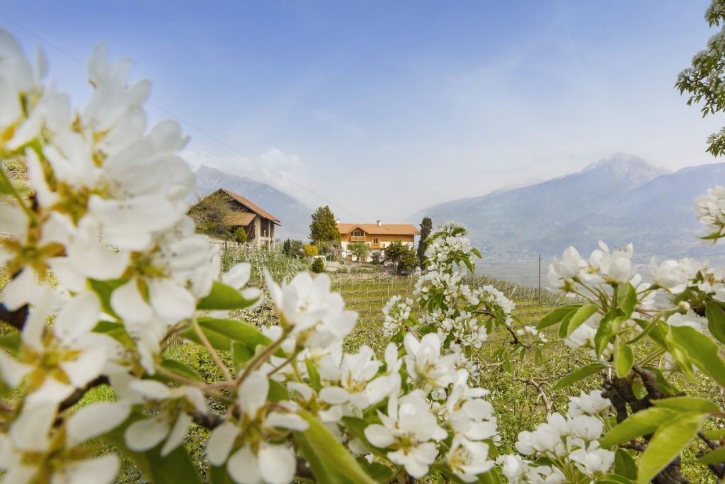 Urlaub inmitten der Südtiroler Apfelblüte – hier auf einem der Obstbauernhöfe der Qualitätsmarke „Roter Hahn“. Bildnachweis: „Roter Hahn“/Frieder Blickle