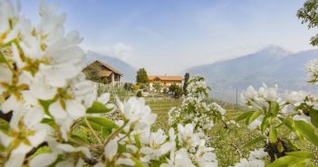 Winter am Berg, Frühling im Tal Urlaub inmitten der Südtiroler Apfelblüte – hier auf einem der Obstbauernhöfe der Qualitätsmarke „Roter Hahn“. Bildnachweis: „Roter Hahn“/Frieder Blickle